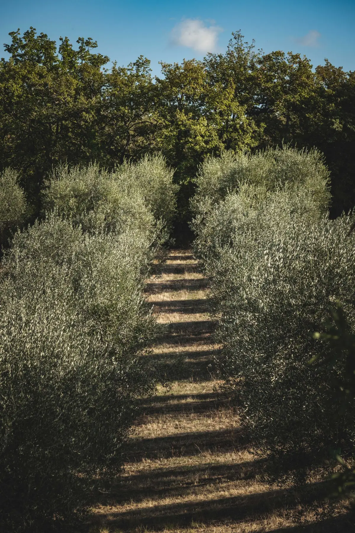 Calles limpias y despejadas en un olivar: la finca lista para la máquina